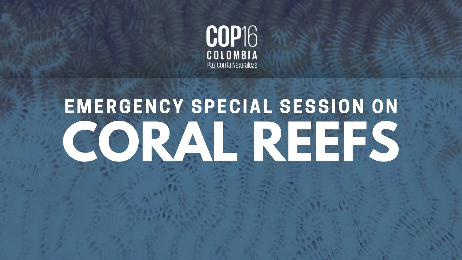 Close up of brain coral with blue tinted overlay, a COP16 logo and title “Emergency special session on coral reefs"