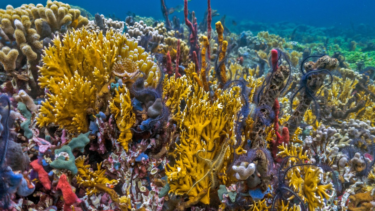 Mesoamerican Reef. Yellow, red, green coral