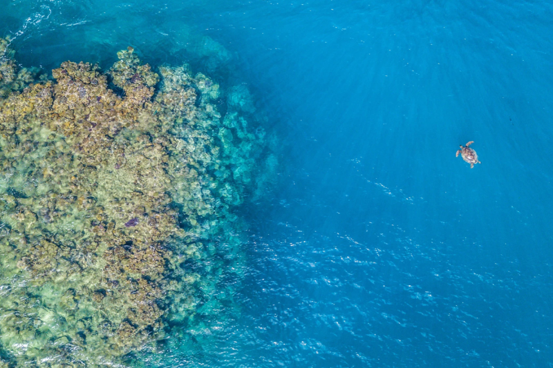 Sea turtle over a coral reef, Fiji. Photo: Tom Vierus/Ocean Image Bank